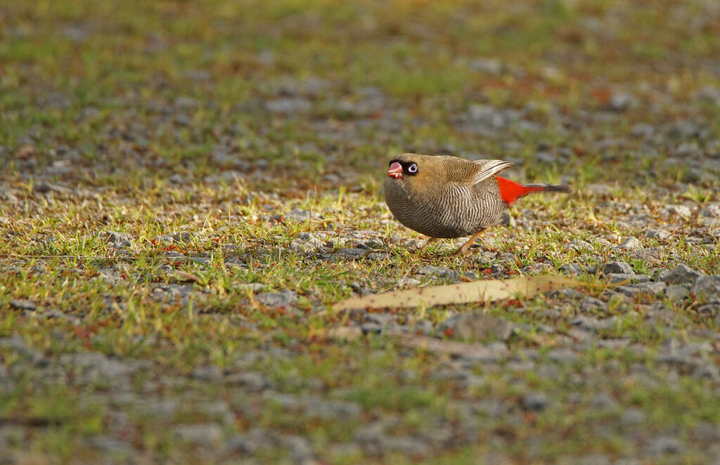 Beautiful Firetailadult