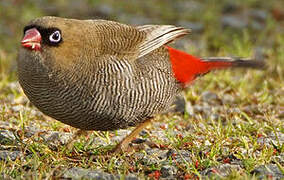 Beautiful Firetail