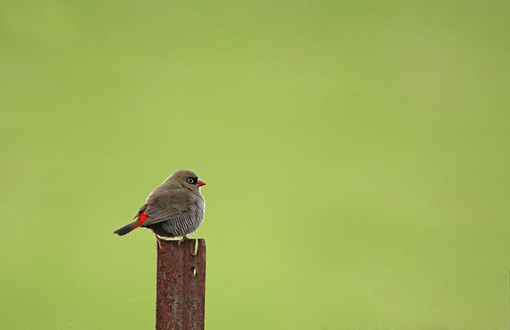 Beautiful Firetail