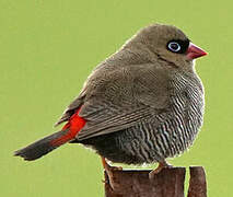 Beautiful Firetail