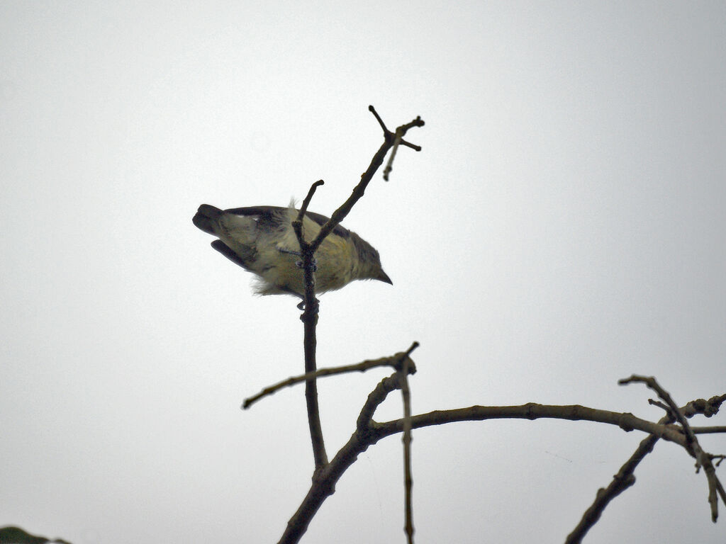 Pale-billed Flowerpecker