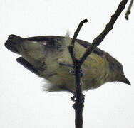 Pale-billed Flowerpecker