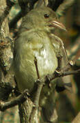 Pale-billed Flowerpecker