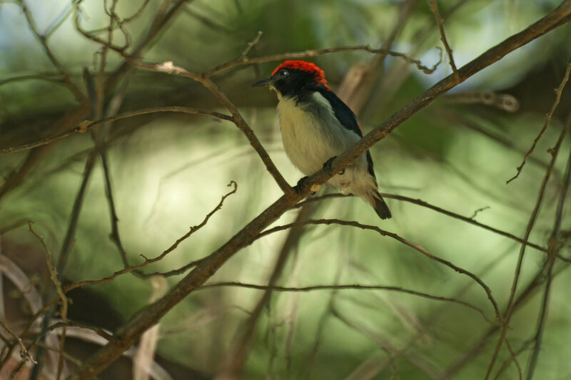 Scarlet-backed Flowerpecker male, identification