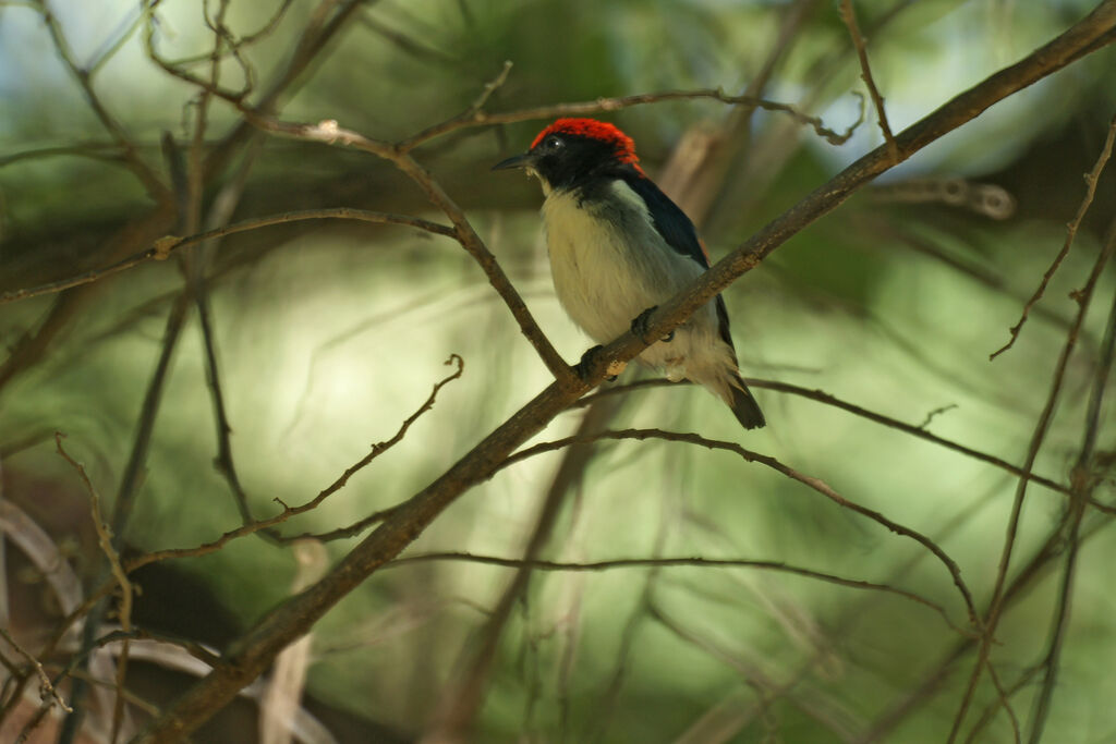 Dicée à dos rouge mâle, identification