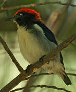 Scarlet-backed Flowerpecker