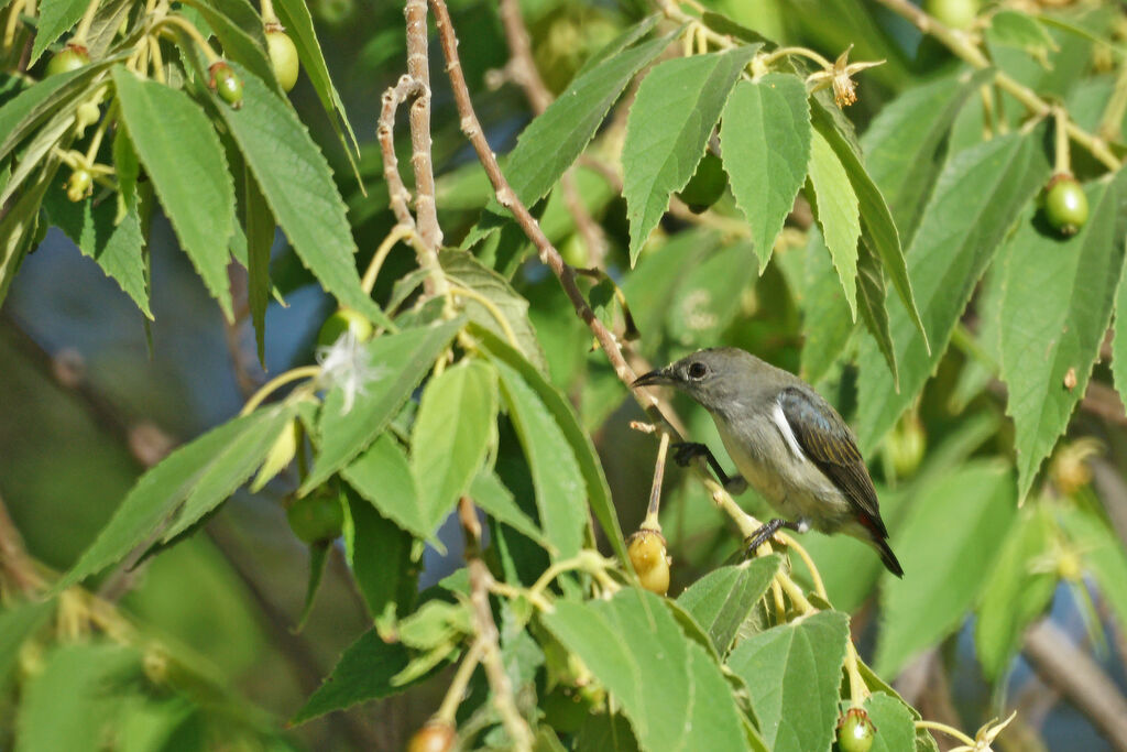 Scarlet-backed Flowerpecker female