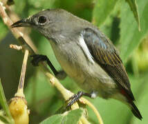 Scarlet-backed Flowerpecker