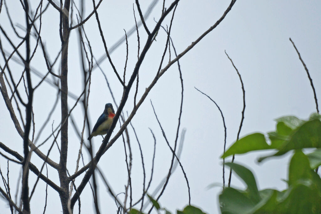 Fire-breasted Flowerpecker