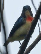 Fire-breasted Flowerpecker