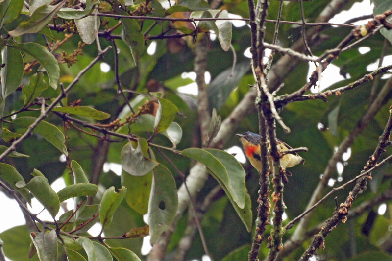 Fire-breasted Flowerpecker