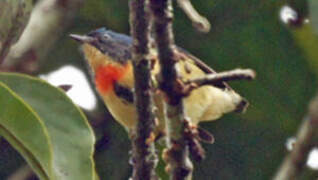 Fire-breasted Flowerpecker