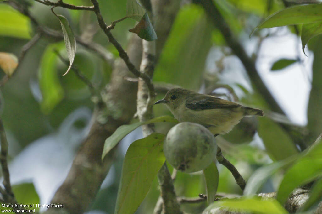 Nilgiri Flowerpecker, habitat, pigmentation