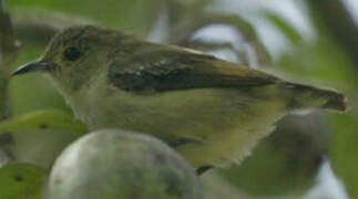 Nilgiri Flowerpecker