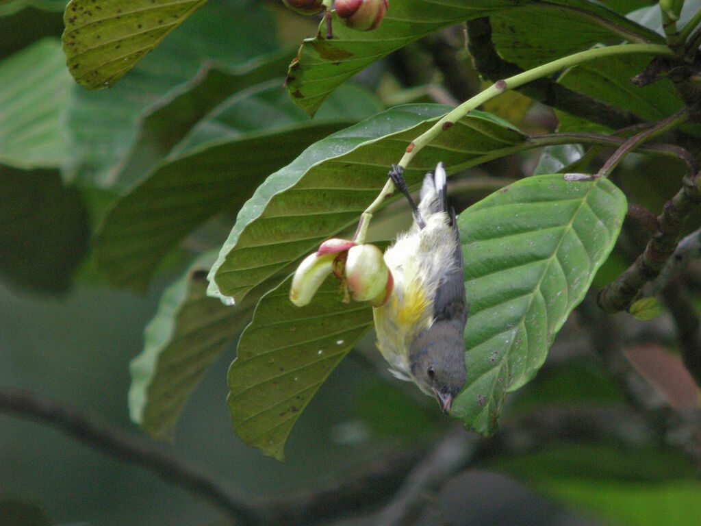 Legge's Flowerpecker