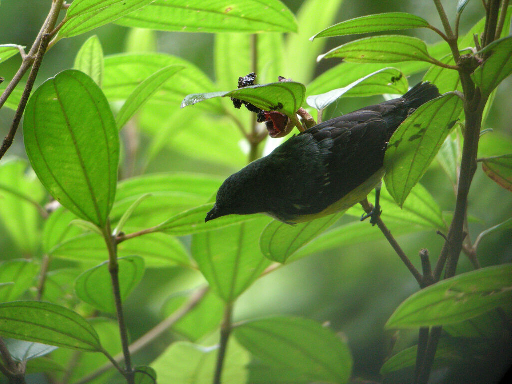 Legge's Flowerpecker