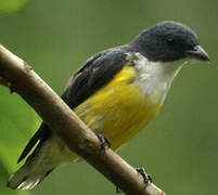 Legge's Flowerpecker