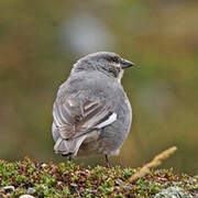 White-winged Diuca Finch