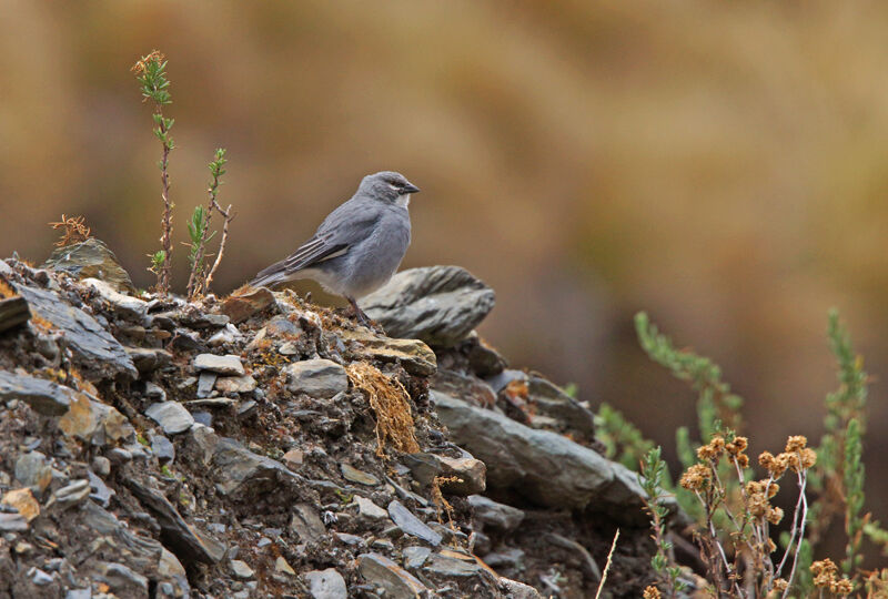 White-winged Diuca Finch