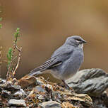 Diuca leucoptère