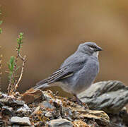 White-winged Diuca Finch