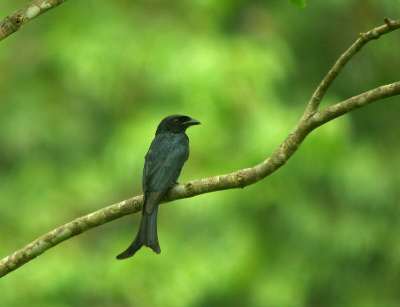 Drongo à gros bec