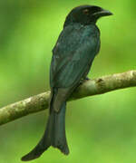 Crow-billed Drongo