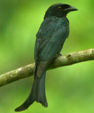 Drongo à gros bec