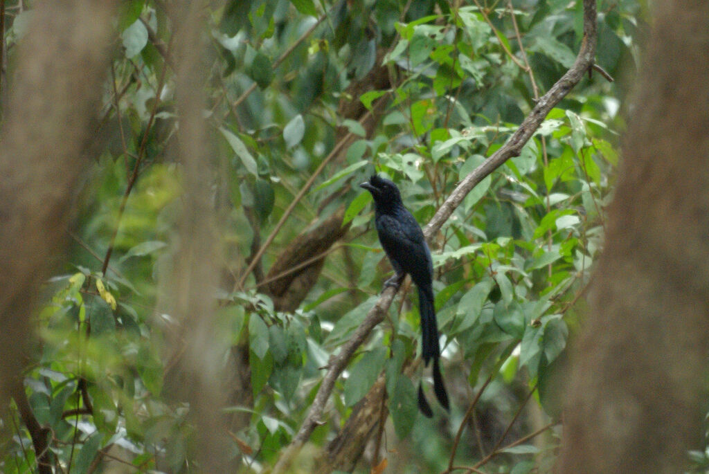 Drongo à raquettes