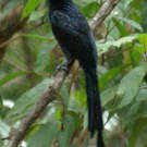 Drongo à raquettes
