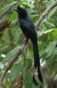 Drongo à raquettes