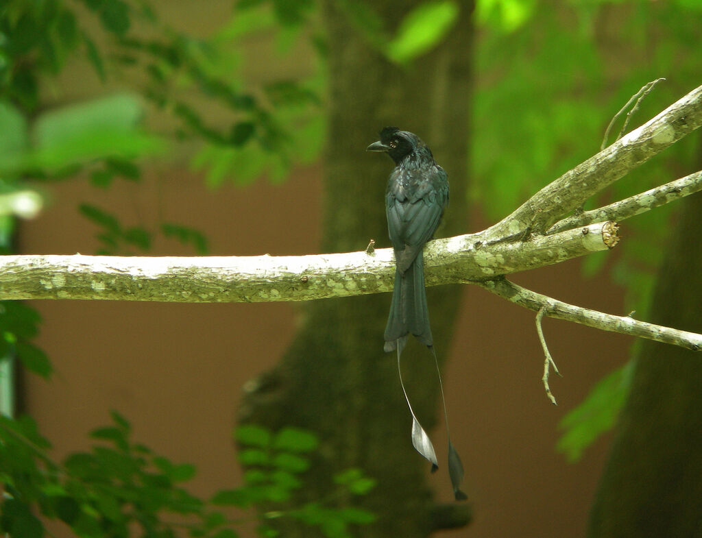 Drongo à raquettes