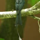 Drongo à raquettes