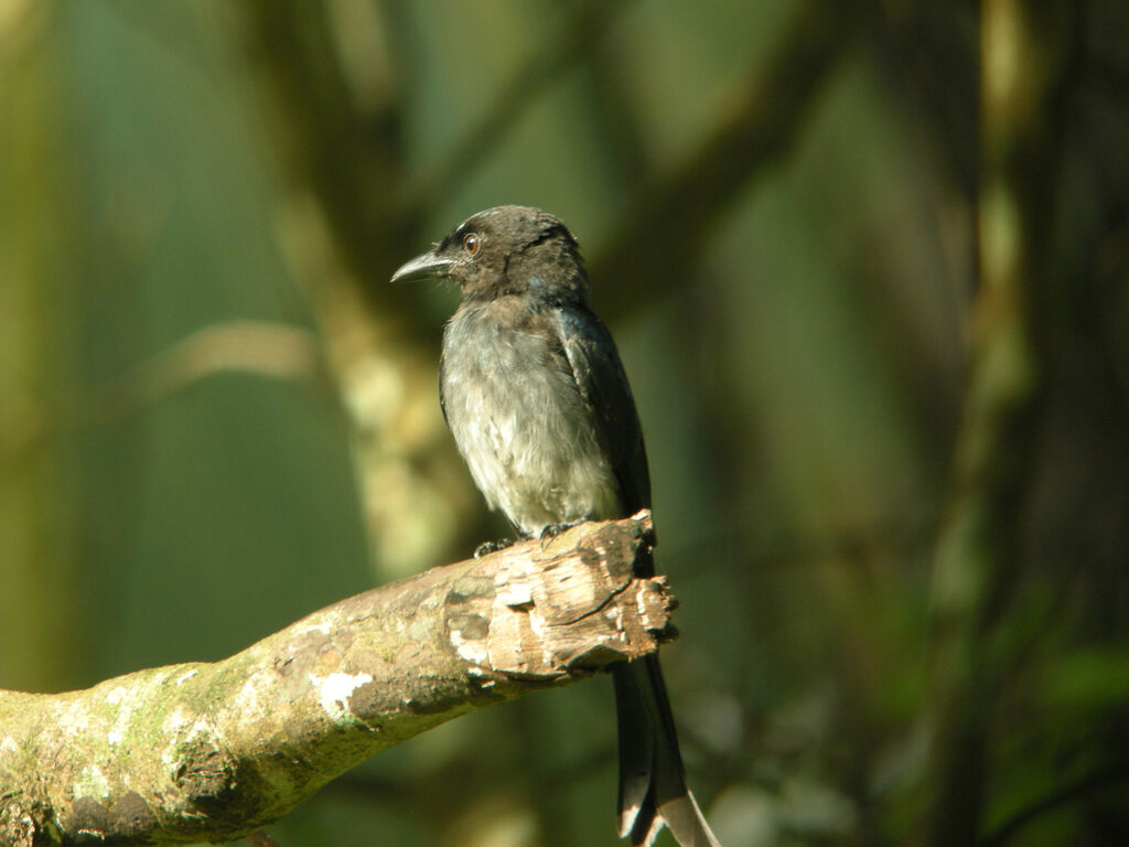 Drongo à ventre blanc