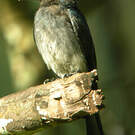 Drongo à ventre blanc