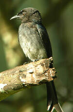 Drongo à ventre blanc