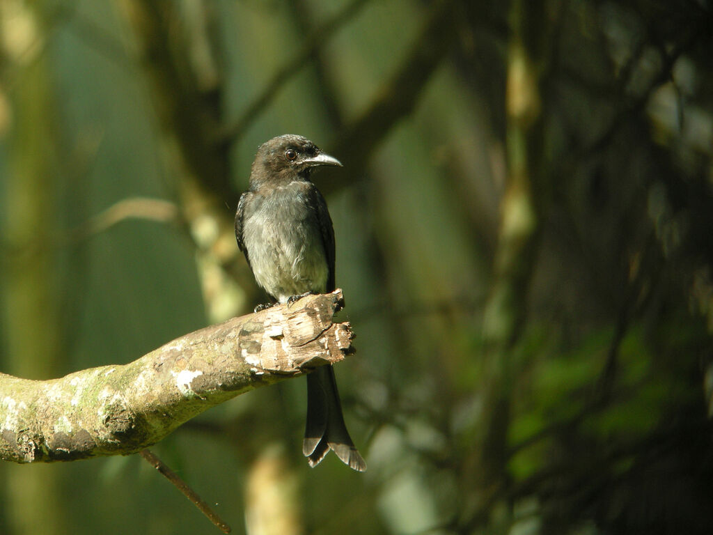 Drongo à ventre blanc