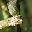 Drongo à ventre blanc