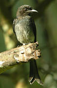 White-bellied Drongo