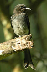 Drongo à ventre blanc