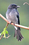 Drongo à ventre blanc