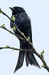 Drongo brillant