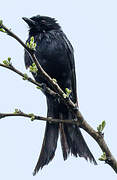 Drongo brillant