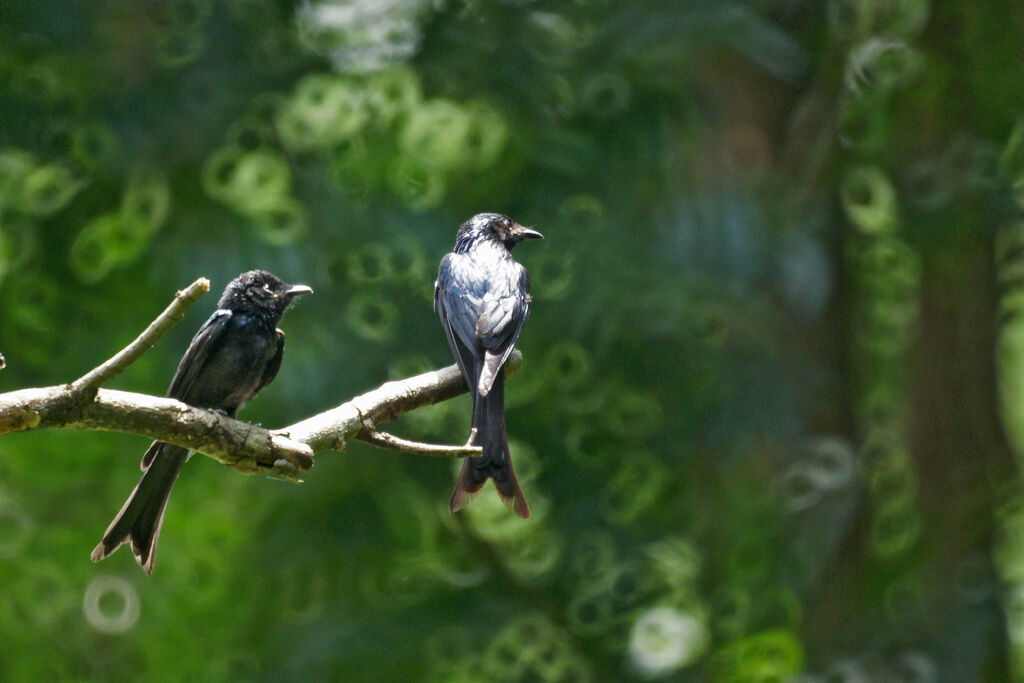 Drongo bronzé