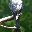 Drongo bronzé