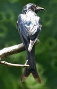 Bronzed Drongo