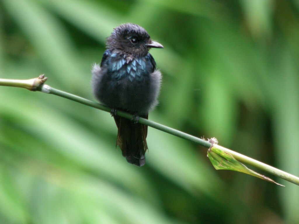 Bronzed Drongo, identification