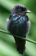 Bronzed Drongo