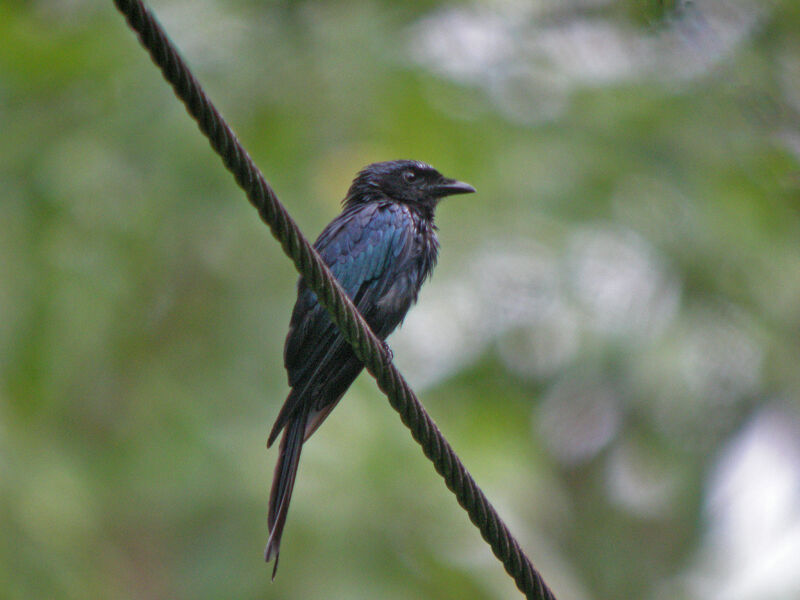 Drongo bronzé