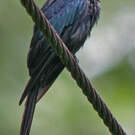 Drongo bronzé